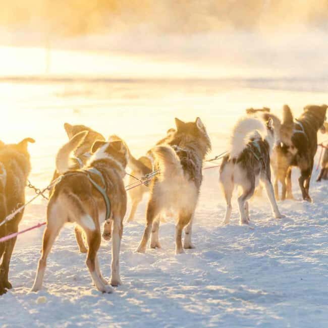 Kemijärvi: Insider 10 km Self-Drive Husky Sledding Adventure - The Practical Side