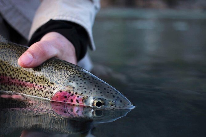 Kenai River Fishing Charter - What Fish Can You Expect to Catch?