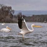 Kenya Safari: Amboseli, Lake Naivasha & Masai Mara - Why This Tour Is Ideal