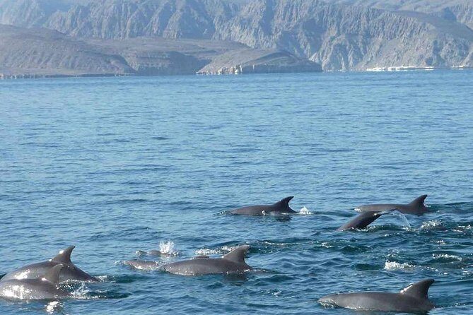 Khasab Dhow Cruise Lunch Day Trip from Dubai - Authenticity and Value: What Travelers Are Saying