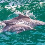 Khasab Musandam Full Day dhow cruise with lunch and Snorkeling - The Practical Details