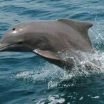 Khasab Musandam Half Day Dhow Cruise and Snorkeling Trip - Who Is This Tour Best For?