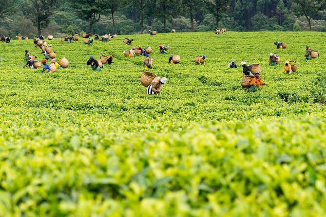 Kiambethu Tea Farm Full-Day Tour from Nairobi with Lunch - Who Might Want to Skip It?