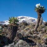 Kilimanjaro Airport Private Transfer from/to Moshi - Why This Transfer is a Great Choice
