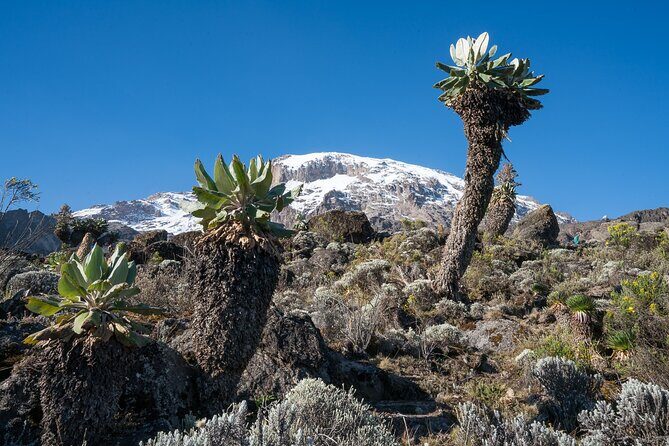 Kilimanjaro Airport Private Transfer from/to Moshi - Why This Transfer is a Great Choice