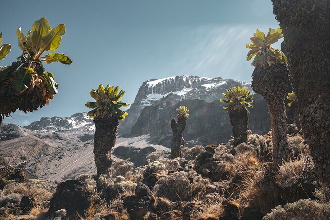 Kilimanjaro climb, Machame Route (7-day) - What Reviewers Say About the Experience