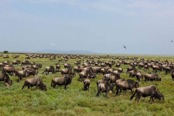 Kilimanjaro Climbing Rongai Route - Detailed Breakdown of the 7-Day Itinerary