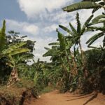 Kilimanjaro Day Hike Marangu Route - What to Expect: Transportation, Timing, and Group Size