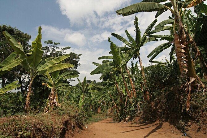 Kilimanjaro Day Hike Marangu Route - What to Expect: Transportation, Timing, and Group Size