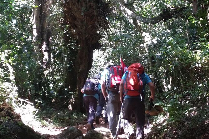 Kilimanjaro Marangu Route Day Tour - A Closer Look at the Kilimanjaro Marangu Route Day Tour