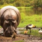 Kilimanjaro Special-( Tsavo West, Amboseli & Tsavo East Safari) (MINIMUM 2 PAX) - Who Should Consider This Tour?