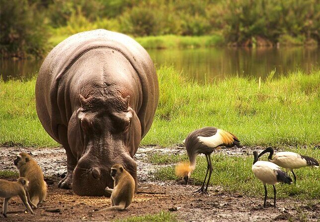 Kilimanjaro Special-( Tsavo West, Amboseli & Tsavo East Safari) (MINIMUM 2 PAX) - Who Should Consider This Tour?