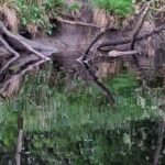 Killin: Loch Tay Beaver Canoe Tour - Practical Details and Value