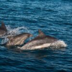 Knysna Marine Life & Garden Route Coastline Experience - Authentic Experiences from the Reviews
