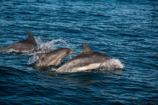 Knysna Marine Life & Garden Route Coastline Experience - Authentic Experiences from the Reviews