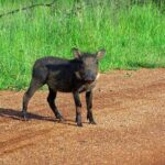 Kragga Kamma Game Park from Port Elizabeth - Why This Tour Works