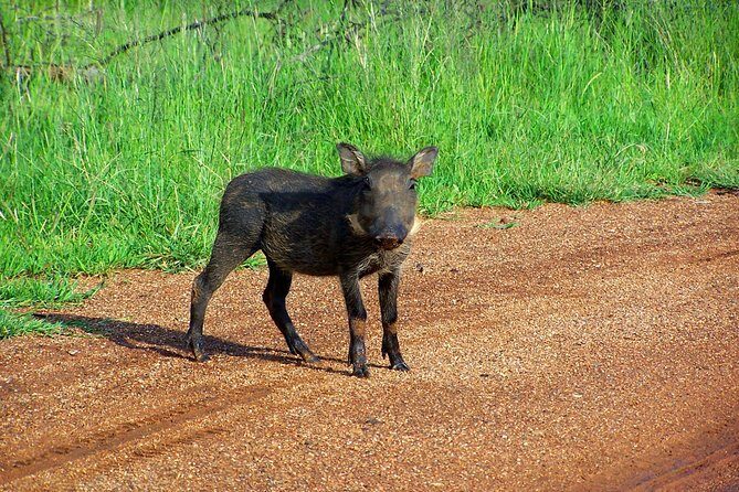 Kragga Kamma Game Park from Port Elizabeth - Why This Tour Works