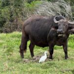 Kragga Kamma Game Park Safari Guided Tour in Port Elizabeth - The Itinerary: What to Expect