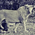 Kruger Lion Expedition with the Little Lionman Steve Kelly - What Sets This Tour Apart