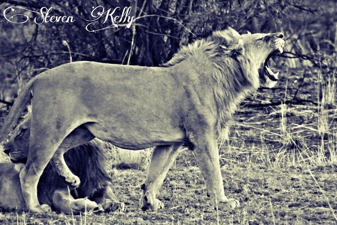 Kruger Lion Expedition with the Little Lionman Steve Kelly - What Sets This Tour Apart