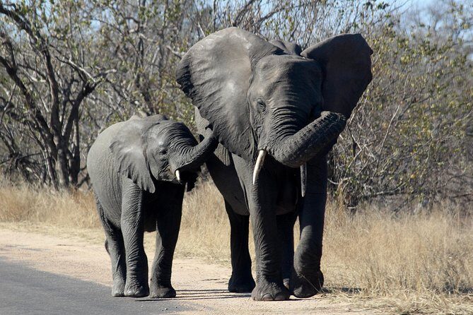 Kruger National Park - 1 Day (Open Vehicle) - Authenticity and Practical Value