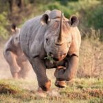 Kruger National Park. 2 Days Best Ever Safari from Cape Town - What’s Included and What’s Not