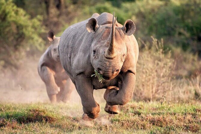 Kruger National Park. 2 Days Best Ever Safari from Cape Town - What’s Included and What’s Not