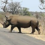 Kruger National Park. 3 Days Best Ever Safari from Cape Town - Why This Tour Stands Out