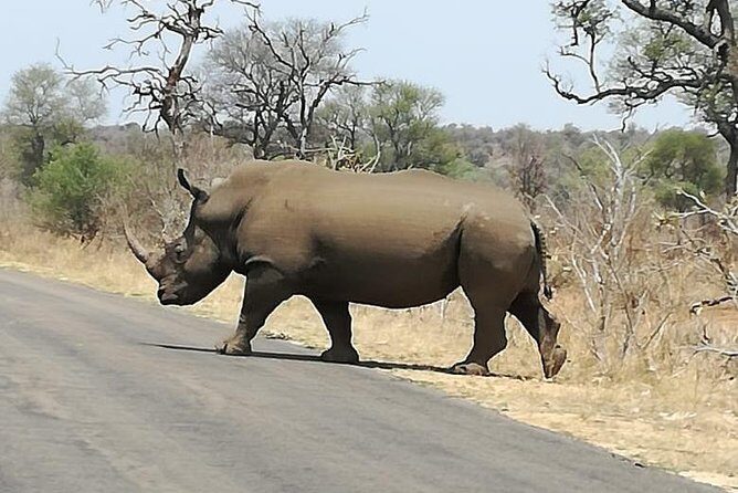 Kruger National Park. 3 Days Best Ever Safari from Cape Town - Why This Tour Stands Out