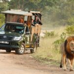 Kruger National Park Afternoon Private safari - Pricing and Value