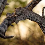 Kruger National Park Best Tour - Cost and Value Analysis