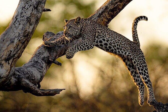 Kruger National Park Best Tour - Cost and Value Analysis