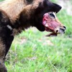 Kruger National Park Day Trip From Johannesburg - The Pros and Cons Based on Real Experiences