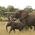 Kruger National Park Full Day Big 5 Safari Tour From Hazyview - Who Should Consider This Safari?