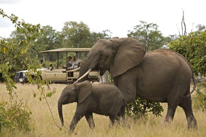 Kruger National Park Full Day Big 5 Safari Tour From Hazyview - Who Should Consider This Safari?