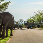 Kruger National Park Full Day Private safari - Highlights of the Experience