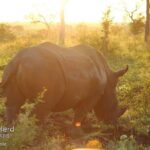 Kruger National Park Full-Day Safari from Hazyview - Value for Money: Is It Worth the Price?