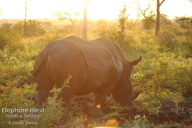 Kruger National Park Full-Day Safari from Hazyview - Value for Money: Is It Worth the Price?