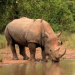 Kruger National Park Full Day Safari Tour - FAQ