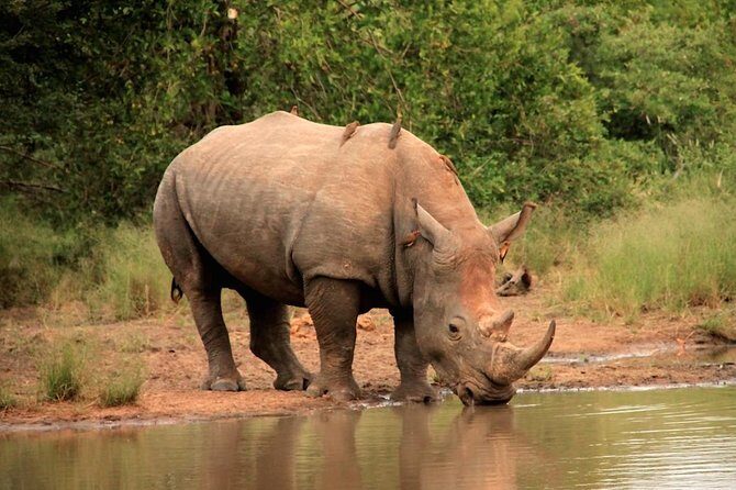 Kruger National Park Full Day Safari Tour - FAQ