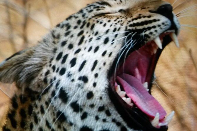 Kruger National Park Full Day Tour Minimum 2people - Who Should Consider This Tour?