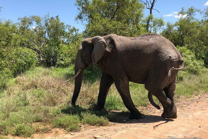 Kruger National Park Full-Day Tour - What Travelers Say About This Tour