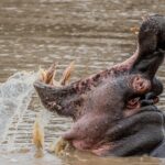 Kruger National Park l Private Afternoon Safari from Hazyview - Practical Details: What You Need to Know