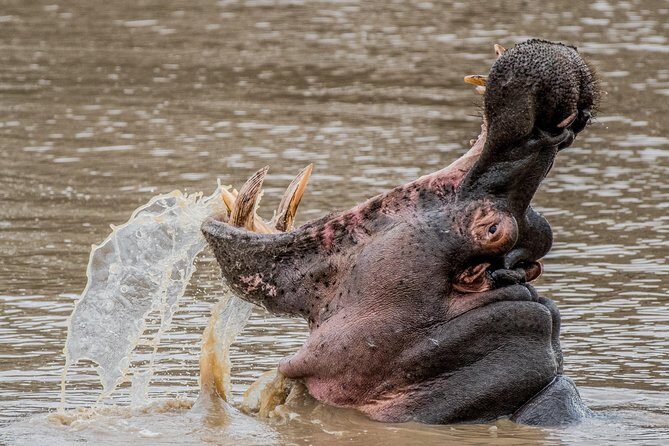 Kruger National Park l Private Afternoon Safari from Hazyview - Practical Details: What You Need to Know