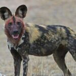 Kruger National Park Morning Game Drive from Hazyview - In-Depth Look at the Experience