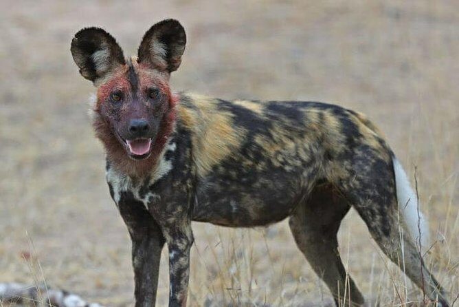 Kruger National Park Morning Game Drive from Hazyview - In-Depth Look at the Experience