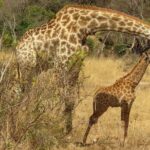 Kruger National Park - Private 3 day, 2 night safari trip. - Who Should Consider This Safari?