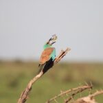 Kruger National Park Private Full-Day Safari - Private Safari Vehicle & Guide - FAQs