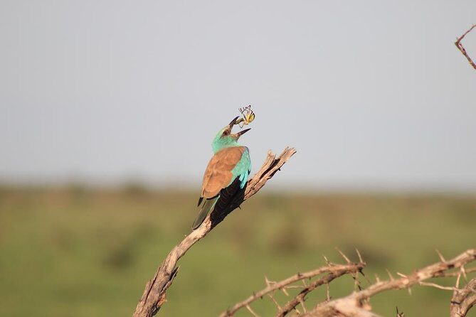 Kruger National Park Private Full-Day Safari - Private Safari Vehicle & Guide - FAQs