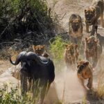 Kruger National Park - Private full day Safari trip. - FAQs